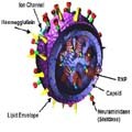 influenza virus image of influenza virus