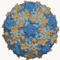 polio image of polio virus