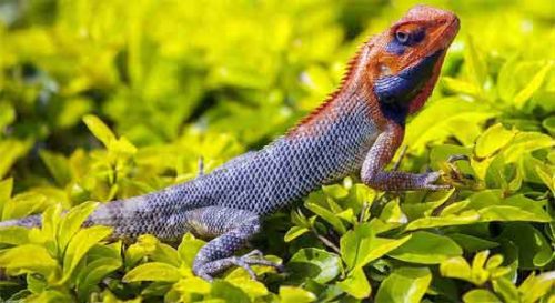 Reptiles: General Characteristics, Classification and Examples