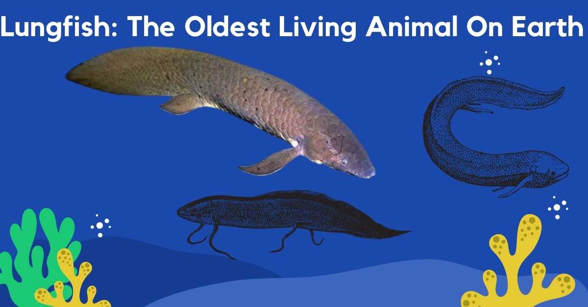 Lungfish: The Oldest Living Animal On Earth