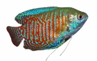 image of dwarf gourami