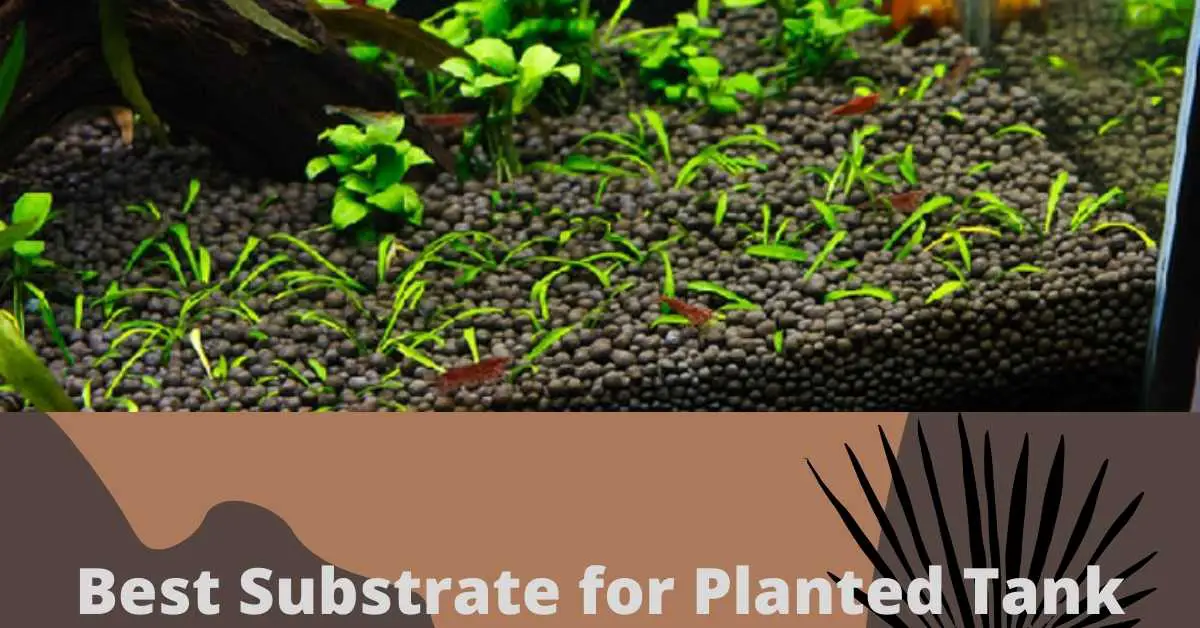 image of Best Substrate for Planted Tank