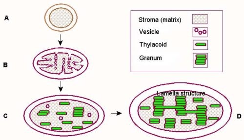 image of development of chloroplast