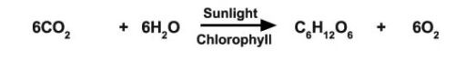 image of photosynthesis equation