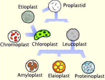 Plastid : Types; Structure and Functions | Biology EduCare