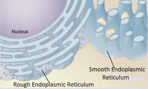 image of Rough and smooth Endoplasmic Reticulum