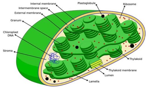 image of structure of chloroplast