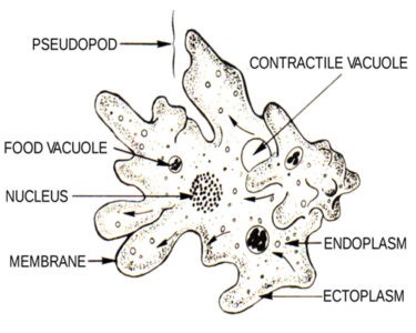 image of Amoeba