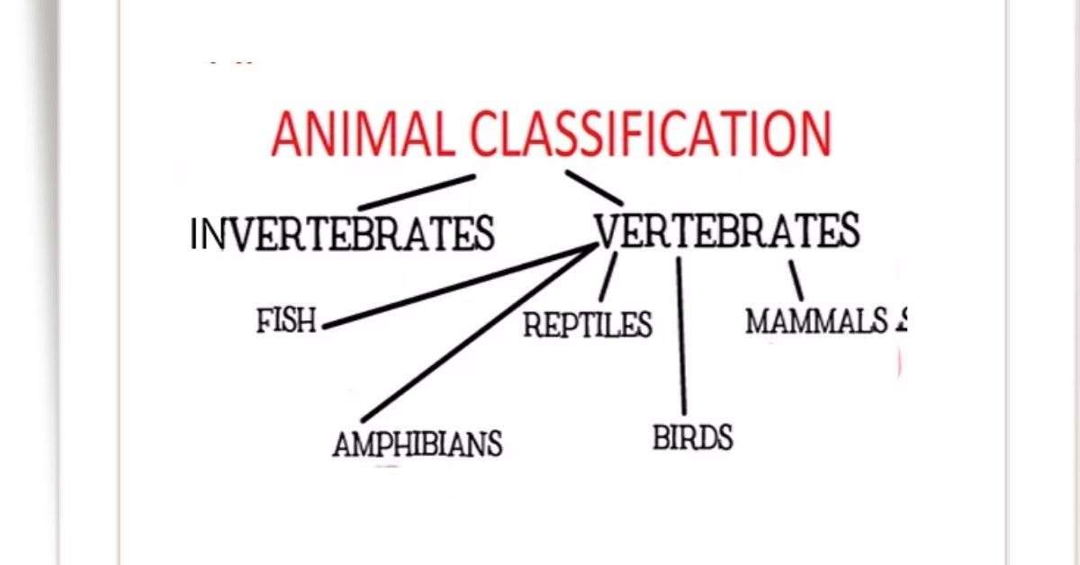 Animal Classification: Basis, and Principles of Binomial Nomenclature