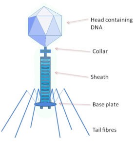 image of Bacteriophage (T2)