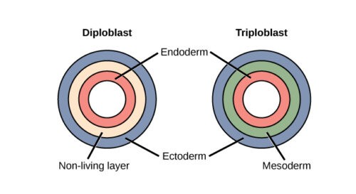 Image of Germ layers