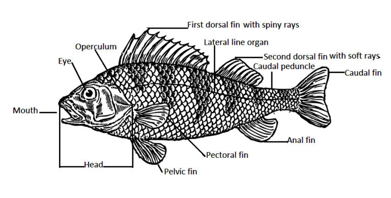 Fish: Size Variations, Appearance and Its Body Parts | Biology EduCare