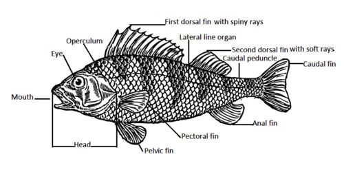 image of Body parts of fish