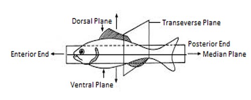 image of body plane