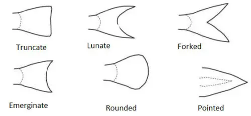 image of Caudal fin types