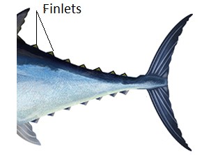 image of finlets