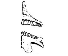 image of Inscisor teeth