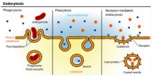 Lysosome and Its Functions | Biology EduCare