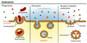 Difference between Lysosome and Ribosome | Biology EduCare