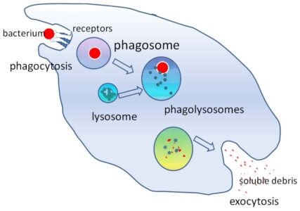 Image of lysosome and phagocytosis