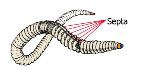 image of metamerism