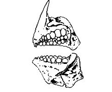 image of Molar teeth