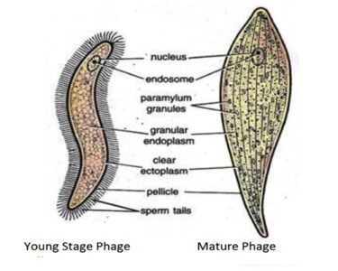 image of Monocystis