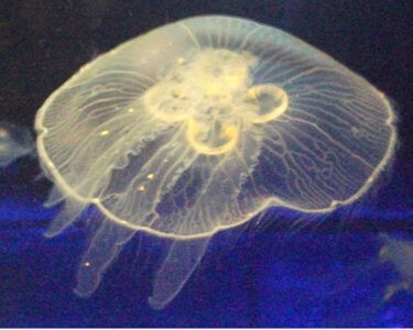 image of Moon Jellyfish