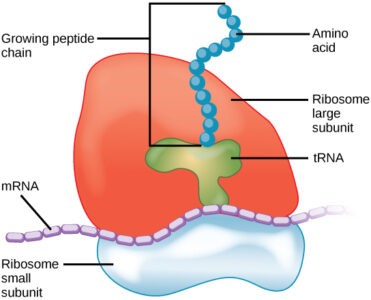 image of Peptide chain and ribosome subunits