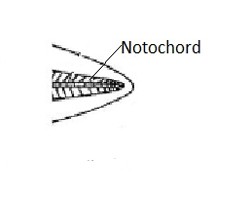 Fish Fins: Types, Modification And Functions | Biology EduCare