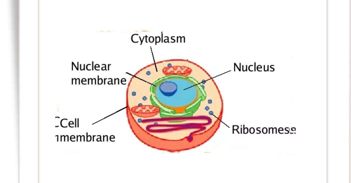 Ribosome Types Structure And Functions Biology Educare