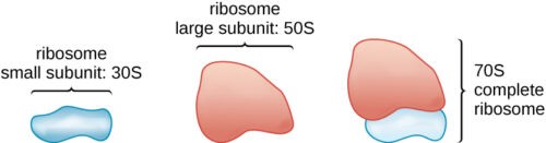 image of ribosome subunits