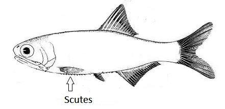 image of scutes
