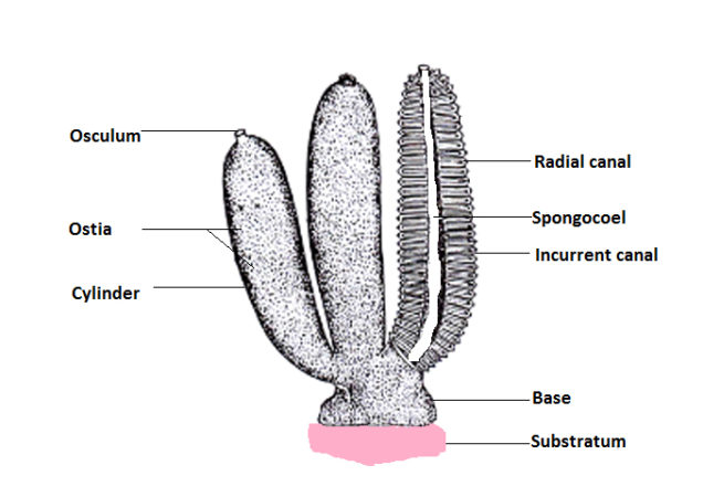 Porifera Diagram Phylum Porifera Pinterest Diagram Zo - vrogue.co