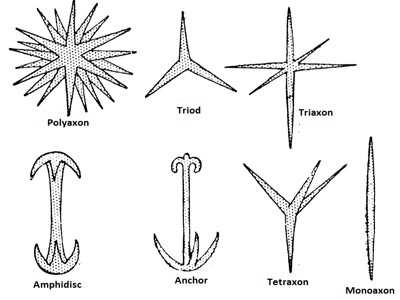 image of spicules