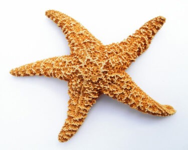 image of starfish