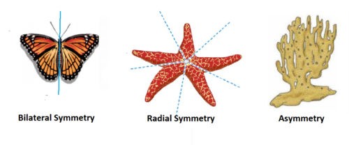 image of symmetry types