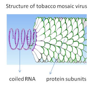 image of Tobacco Mosaic Virus (TMV)