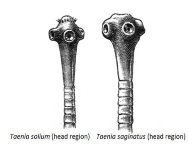 Image of Taenia