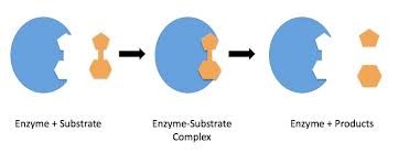 image of Activity of Enzyme