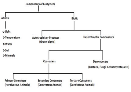 Image of  components of ecosystem