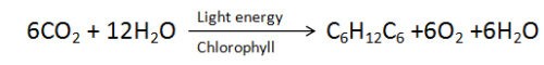 Image of Photosynthesis reaction