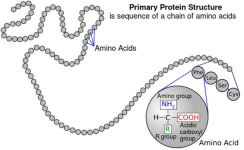 image of Protein structure