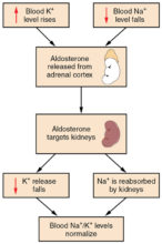 ADH Vs Aldosterone: Definition, Functions and Differences | Biology EduCare