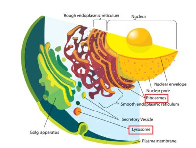 image of Cell showing Ribosome and Lysosome