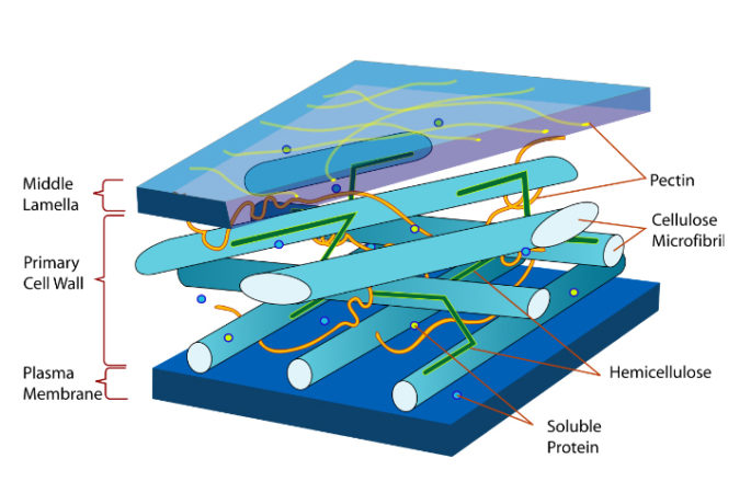 Difference between Plasma Membrane and Cell Wall | Biology Edu Care