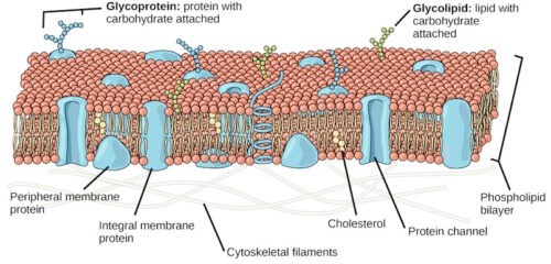 Plasma Membrane: Structure and Functions | Biology Edu Care