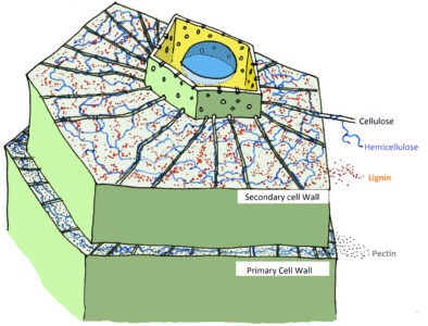 Cell Wall  Structure And Functions