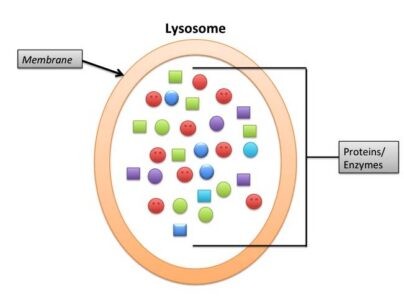 image of lysosome