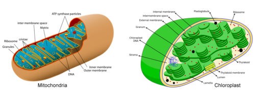 Difference Between Mitochondria And Chloroplast Biology Educare